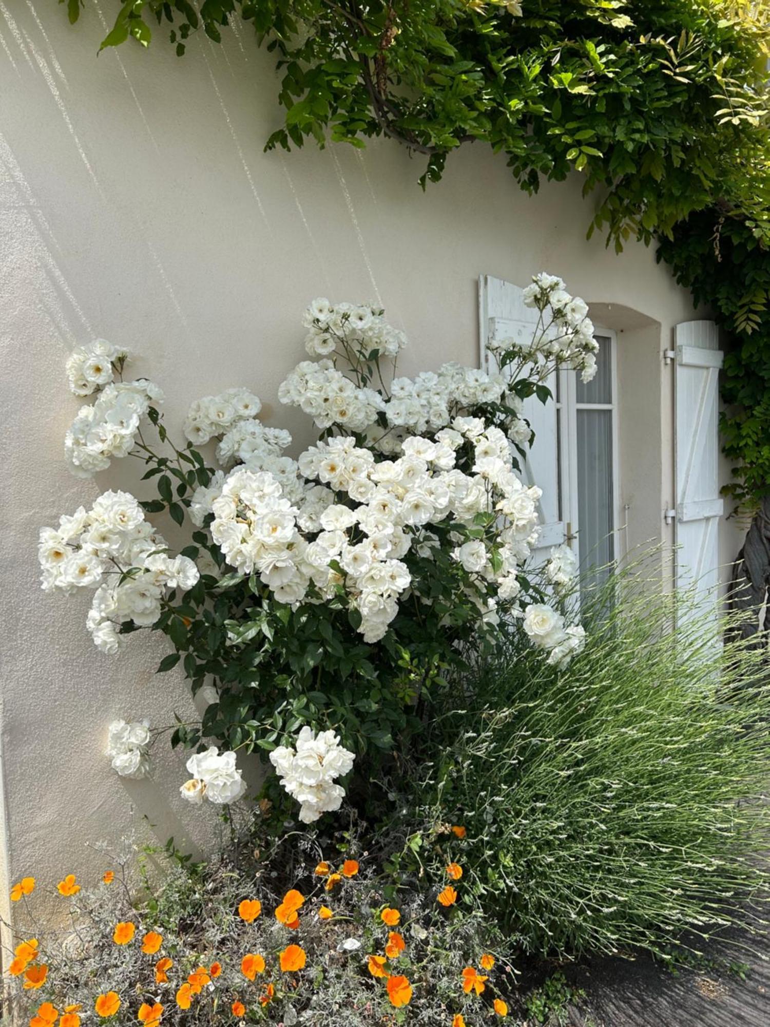 La Glycine B&B Sainte-Colombe  Zewnętrze zdjęcie